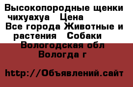 Высокопородные щенки чихуахуа › Цена ­ 25 000 - Все города Животные и растения » Собаки   . Вологодская обл.,Вологда г.